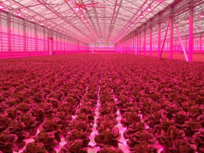 $2.4 Million Cornell-led Project Explores the Viability of Indoor Agriculture