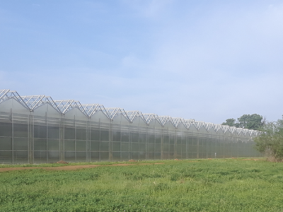 Clearwater Organic Farms: Using technology to grow leaf greens responsibly 