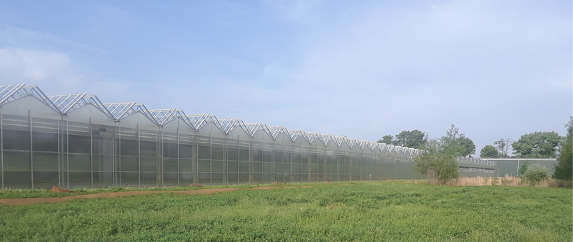 Clearwater Organic Farms: Using technology to grow leaf greens responsibly 