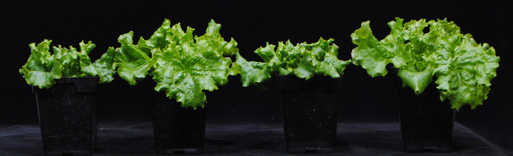 Green-leaf lettuce varieties 