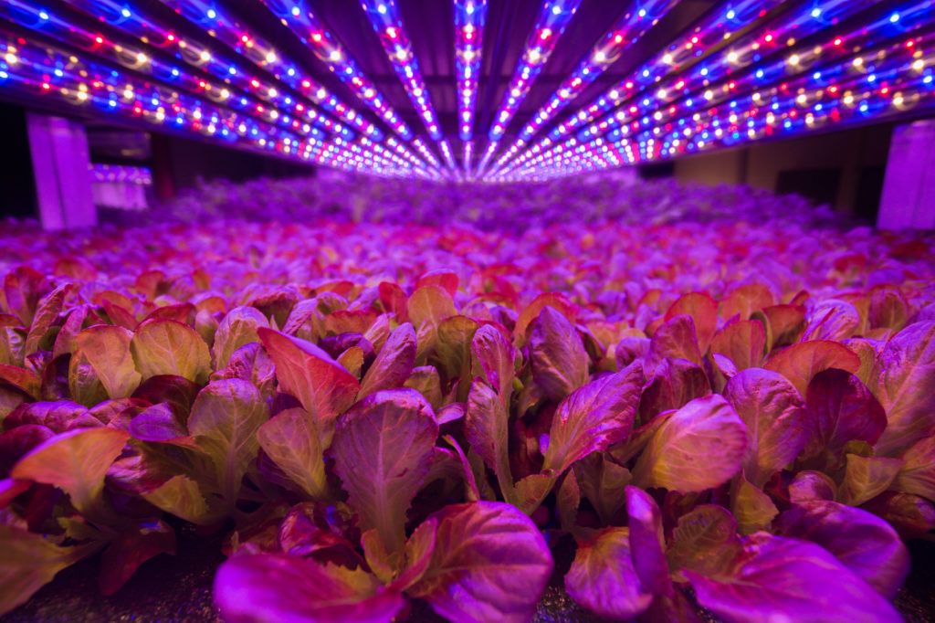Lettuce under LED lights