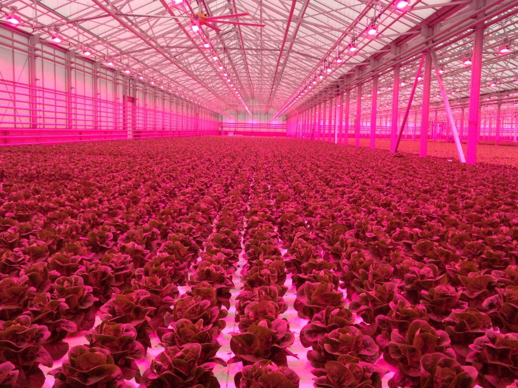 What do you want to know about plant lighting in controlled environment crop production?