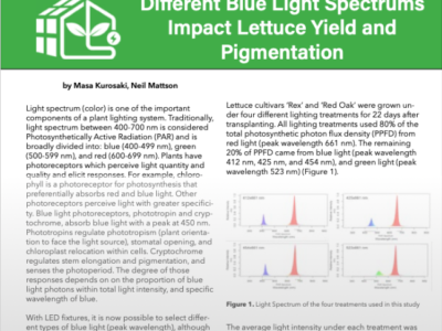 Different Blue Light Spectrums Impact Lettuce Yield and  Pigmentation