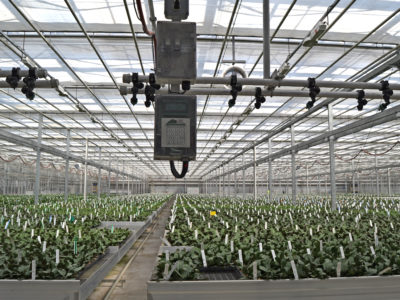 GLASE is working to develop a greenhouse energy-efficiency database and benchmark tool to increase growers’ profits