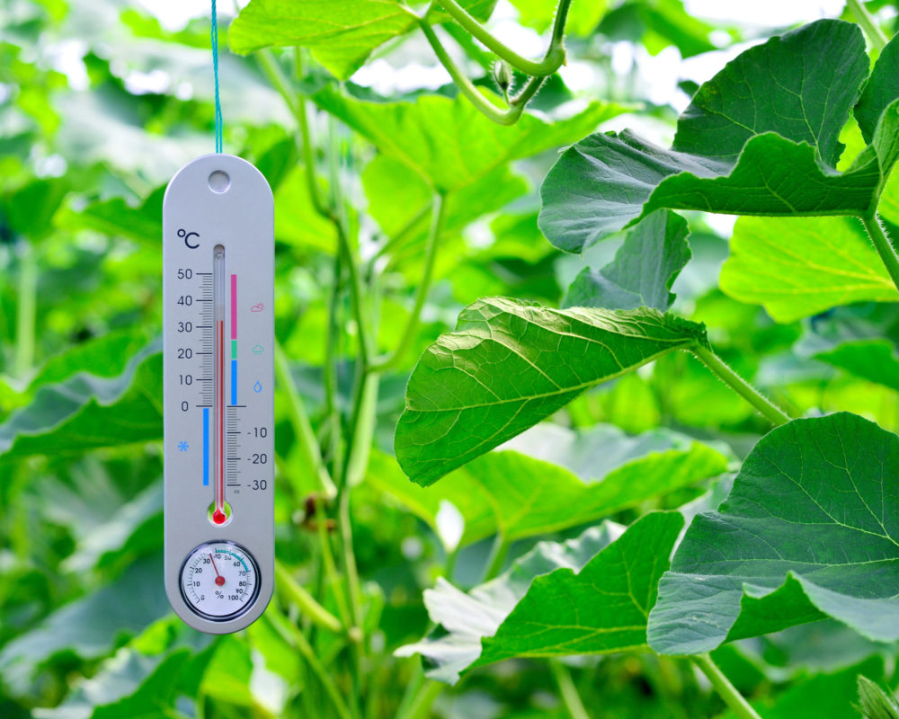 Close-up of mercury thermometer at vegetable greenhouse.