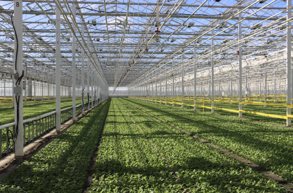 CEA Innovation in Quebec: Touring Leciel’s State-of-the-Art Greenhouse