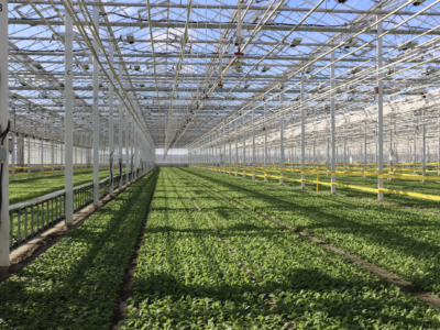 CEA Innovation in Quebec: Touring Leciel’s State-of-the-Art Greenhouse